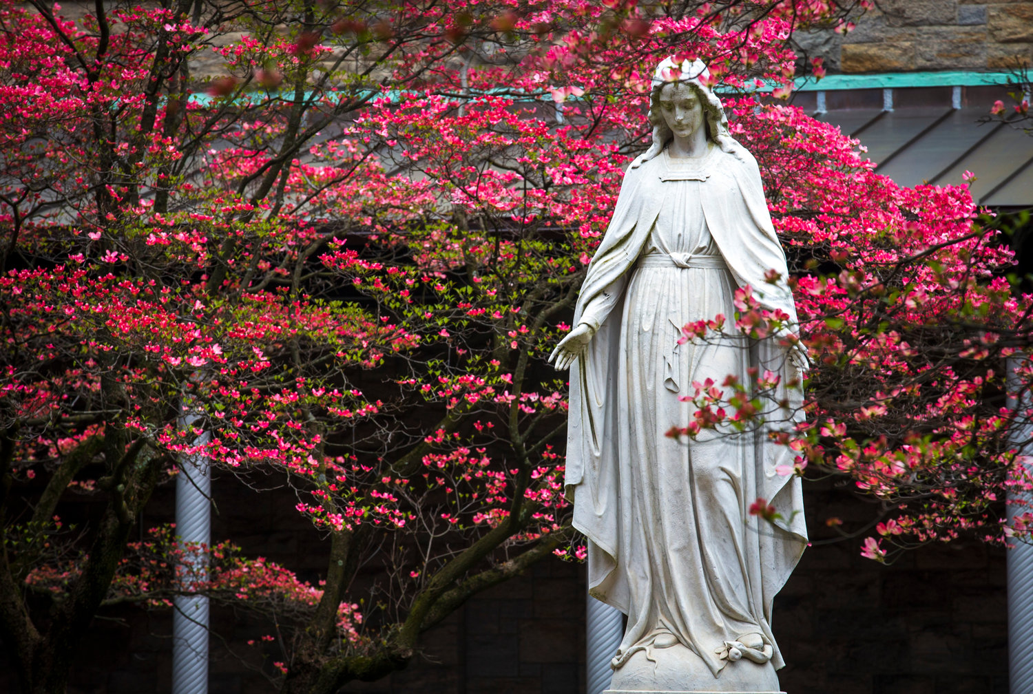 A statue of Mary is visible among the vivid spring buddings May 1, 2019, at St. Joseph’s Seminary in Yonkers, N.Y. The U.S. and Canadian bishops announced April 23, 2020, they will consecrate their nations to Mary during the coronavirus pandemic May 1.